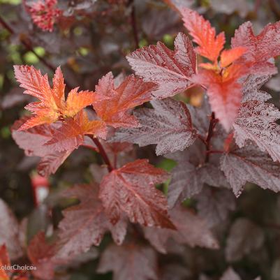 Physocarpus opulifolius Ginger Wine®