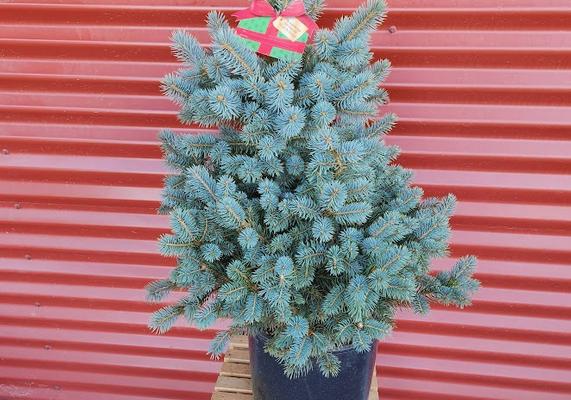 Picea pungens 'Baby Blue' #3