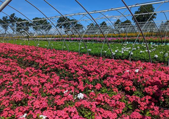 Phlox Houses in bloom