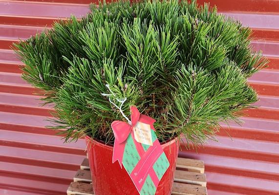 Pinus mugo Var. Mughus - Red Pot #2