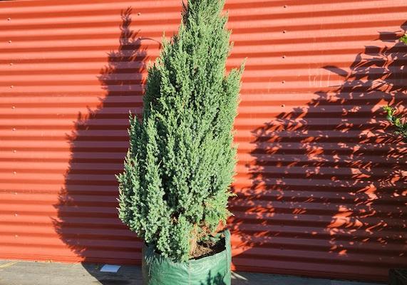 Juniperus 'Blue Point' (Grow Bag) #10