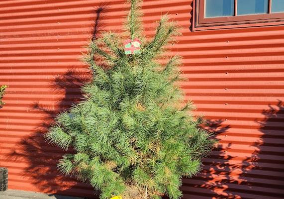 Pinus strobus #10 (Grow Bag)
Photo taken: 10/12/2022