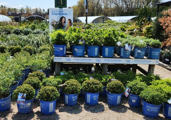 Sixteen Acres Garden Center - Springfield, MA