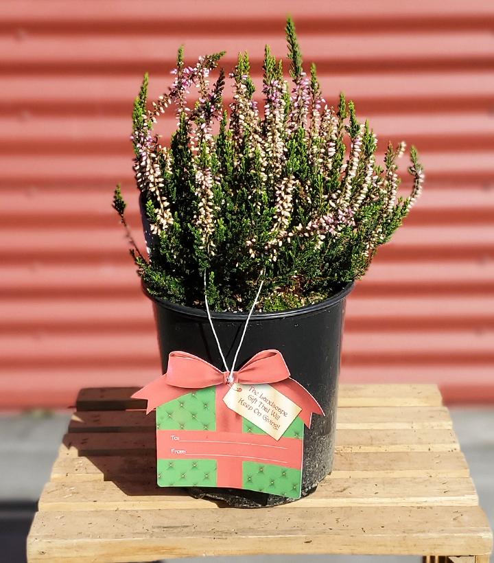 Calluna vulgaris Beauty Ladies® 'Michelle' #1