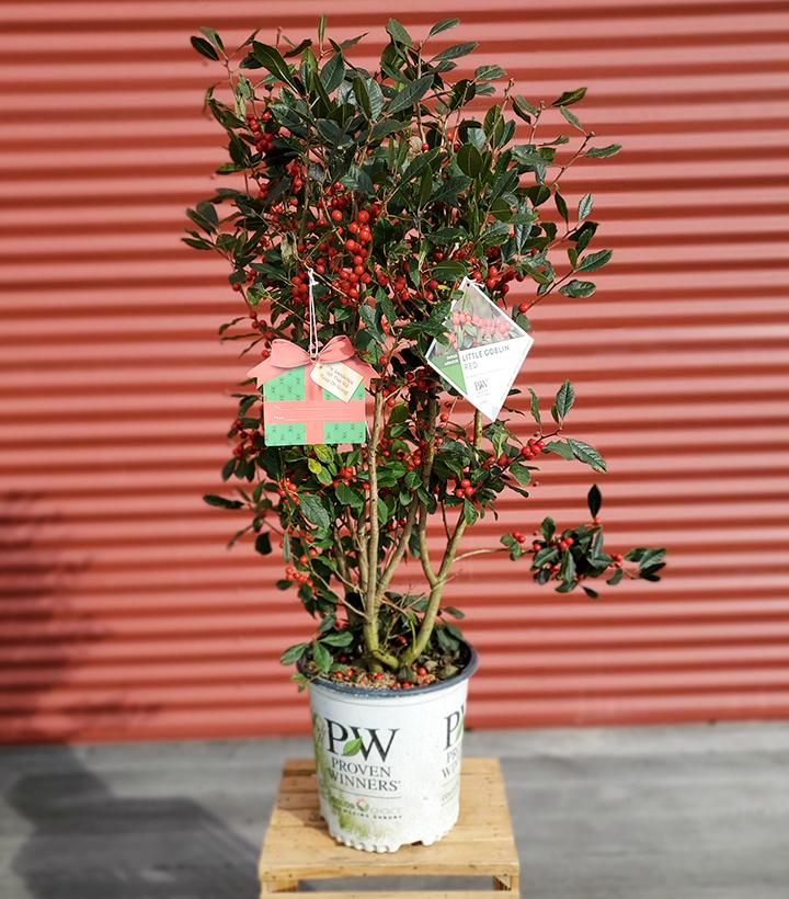 Ilex verticillata Little Goblin® Red #2