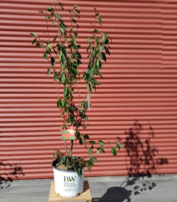 Ilex verticillata Berry Heavy® #3