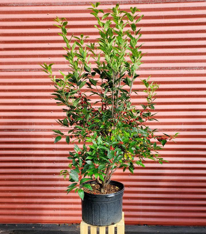 Ilex verticillata Winter Red #5