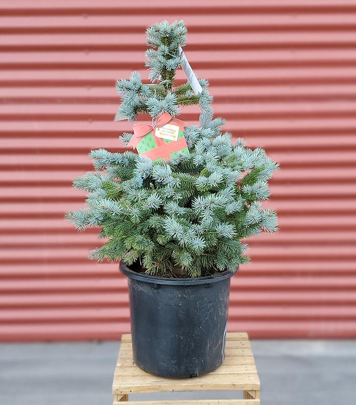 Picea pungens Baby Blue #3