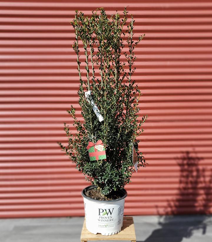 Ilex Crenata Sky Box #3