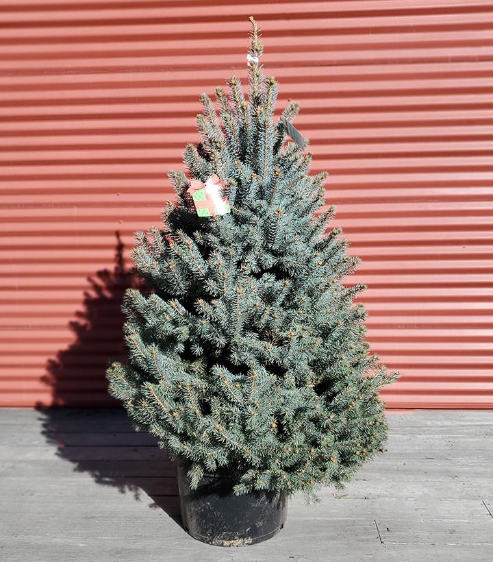 Picea pungens Baby Blue #10