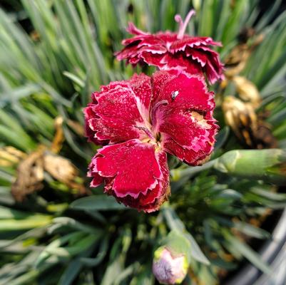 Dianthus hybrid Fruit Punch® 'Black Cherry Frost'