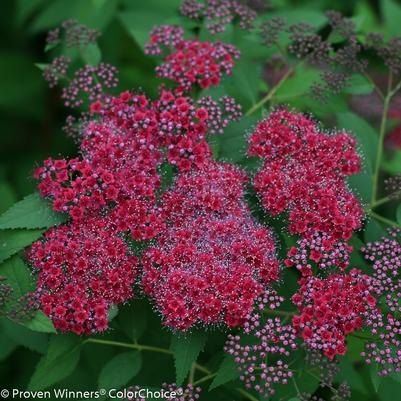 Spiraea jap. Double Play® Double Play® Red