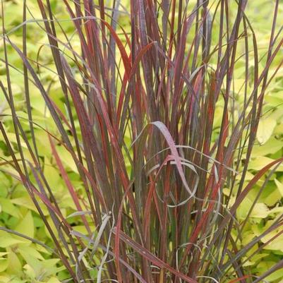 Andropogon gerardii 'Rain Dance'