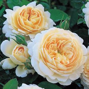 Rosa Crocus Rose