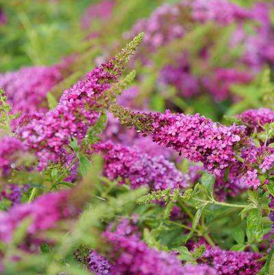 Buddleia Lo & Behold Ruby Chip®