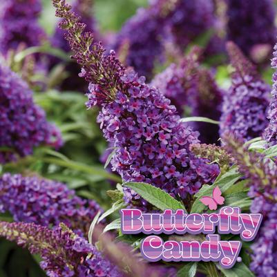 Buddleia davidii Butterfly Candy® Li'l Grape™