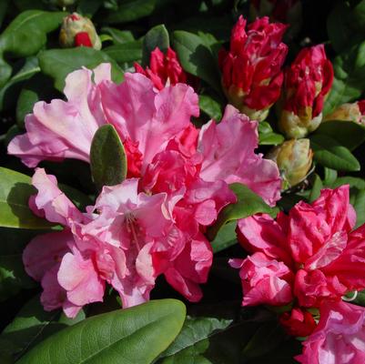 Rhododendron yak. Prince