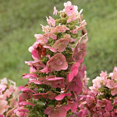 Hydrangea quercifolia 'Ruby Slippers'