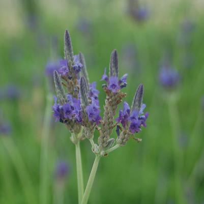 Lavandula pinnata 