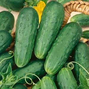 Cucumber 'Homemade Pickles'