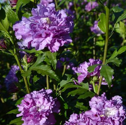 Hibiscus syriacus French Cabaret™