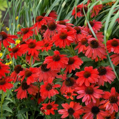 Echinacea x Panama™ Red