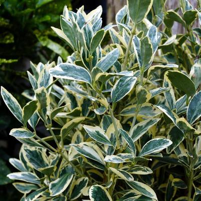 Euonymus japonica Silver King