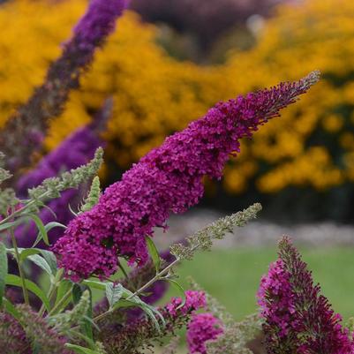 Buddleia Monarch® 'Queen of Hearts'