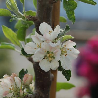 Malus domestica Scarlet Sentinel™