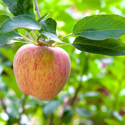 Malus domestica 'Gravenstein'