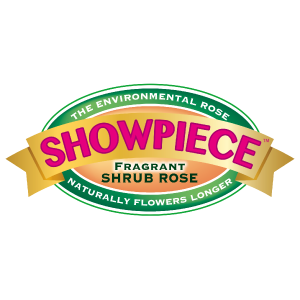 Showpiece™ Fragrant Shrub Roses