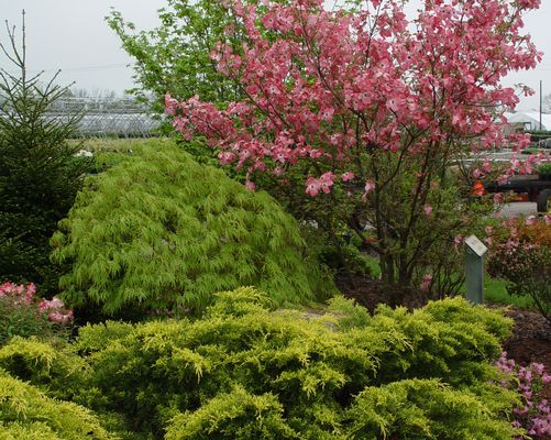 Cornus Garden