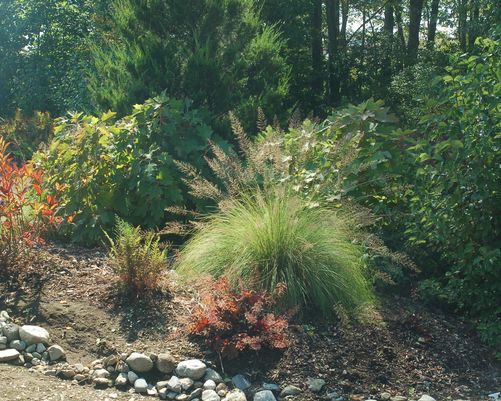 Native Garden