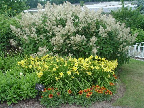Mixed Border Planting