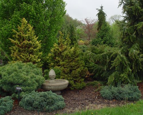 Conifer Garden