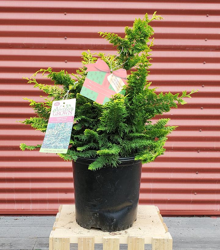 Chamaecyparis Fernspray Gold #2