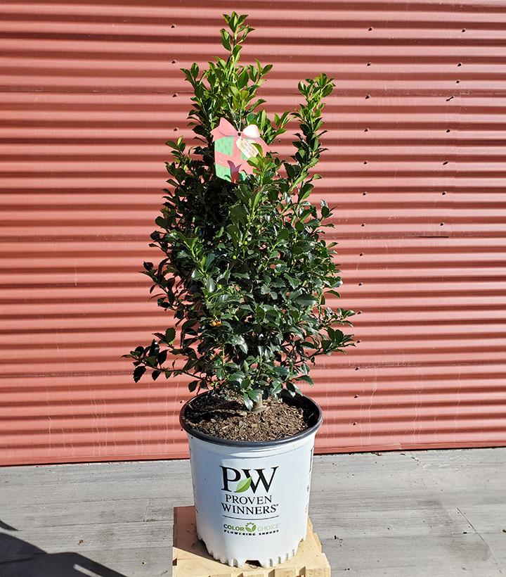 Ilex X meserveae Castle Spire® #5