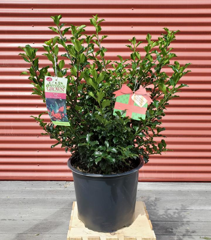 Ilex X meserveae Berryific #3