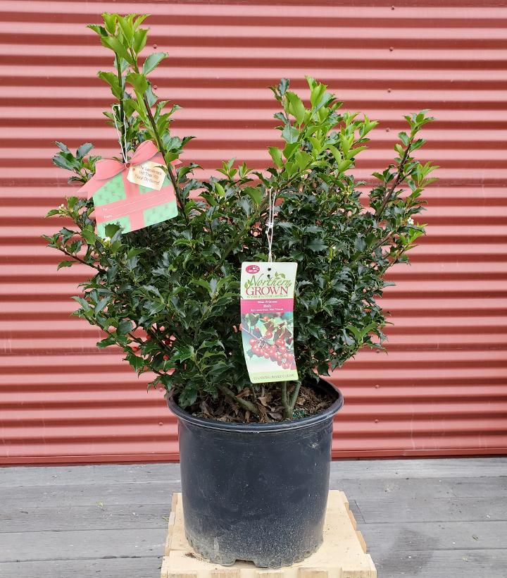 Ilex X meserveae Blue Princess #3