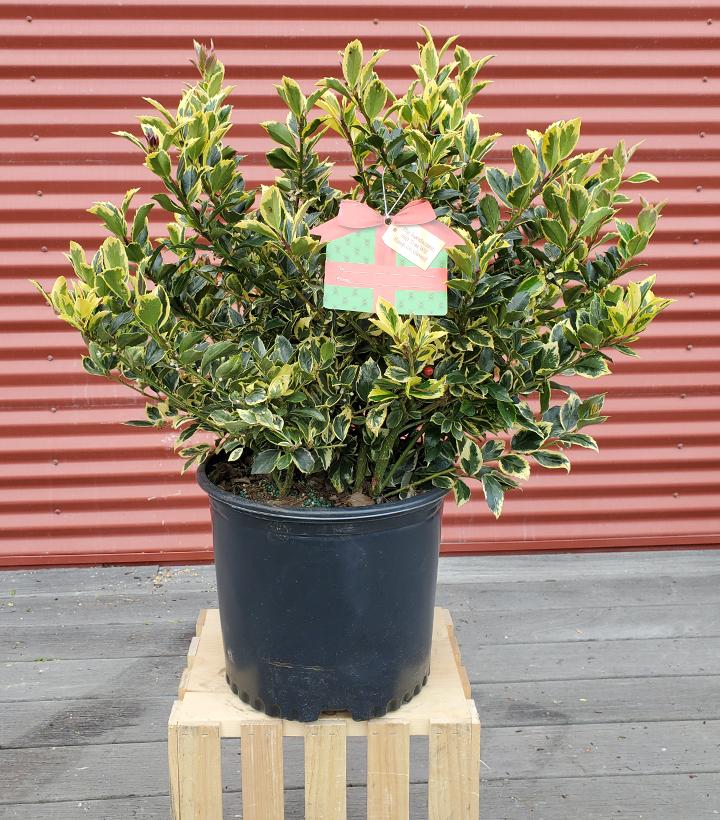 Ilex X meserveae Honey Maid #3