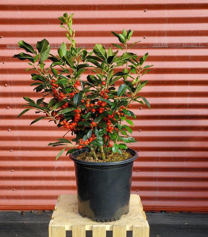 Ilex verticillata Red Sprite #2