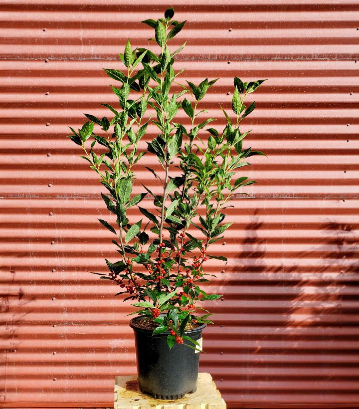 Ilex verticillata Winter Red #2