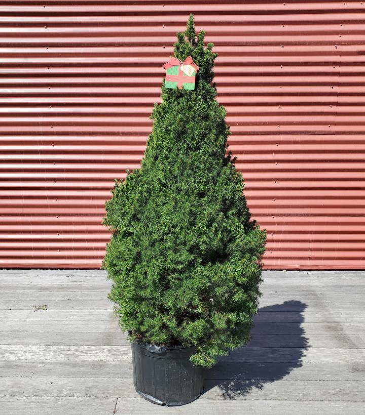 Picea glauca Conica #7