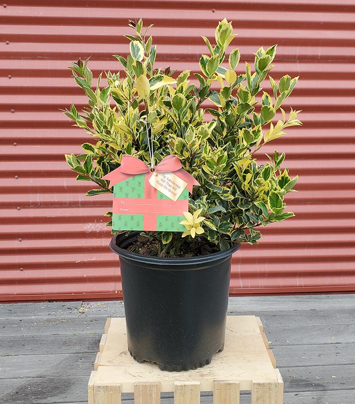 Ilex X meserveae Honey Maid #2