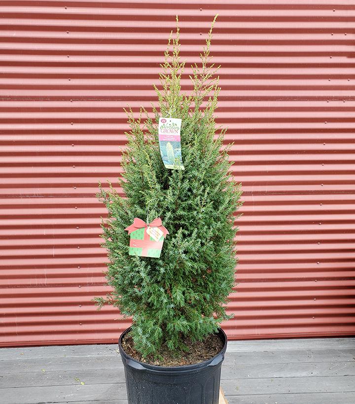 Juniperus communis Gold Cone #5