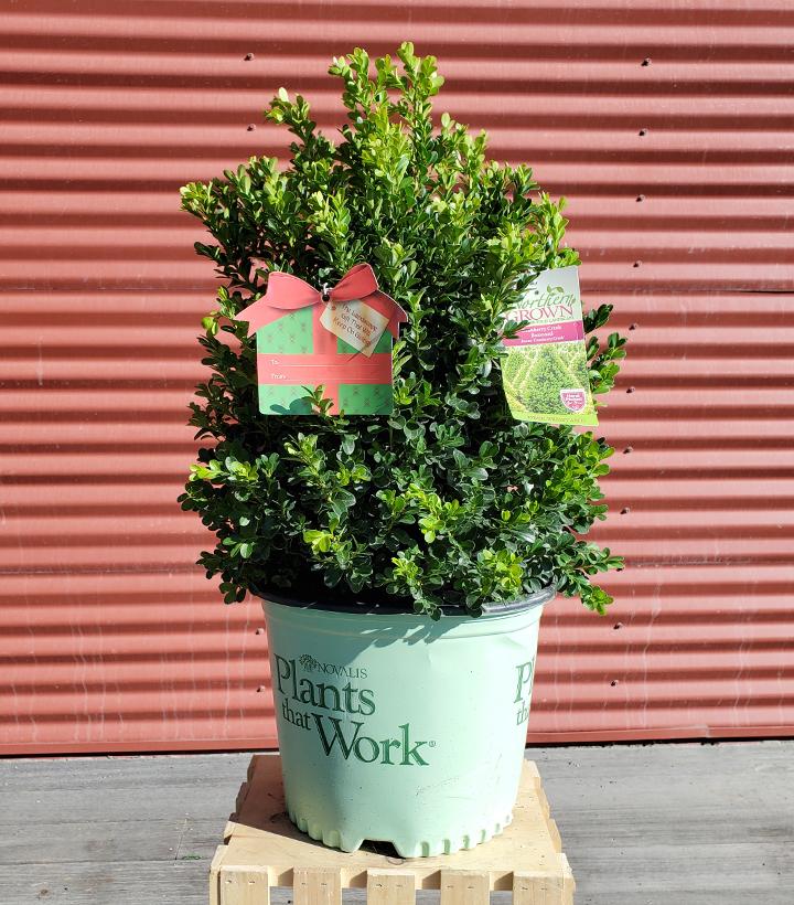 Buxus Cranberry Creek #3