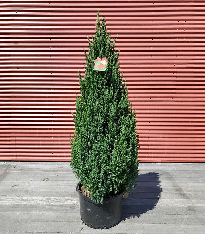 Juniperus chinensis Blue Point #10