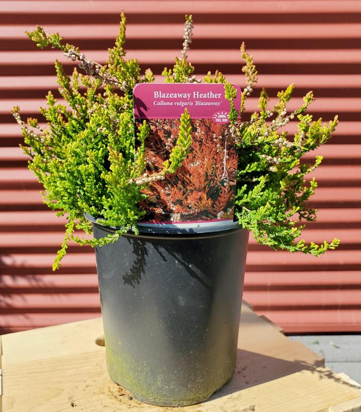 Calluna v. Blazeaway #1