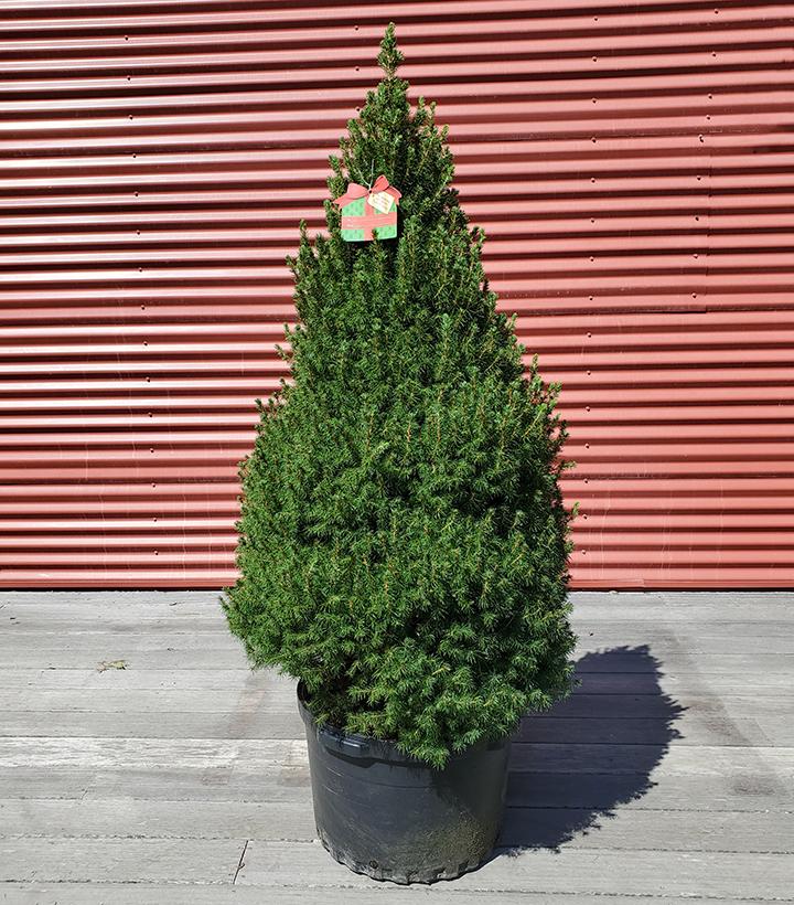 Picea glauca Conica #10