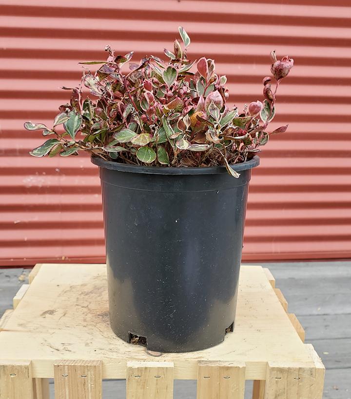 Gaultheria procumbens Winter Splash™ #1